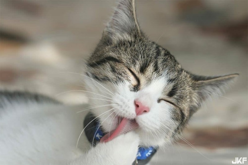 【万博娱乐】什麼節日讓日本人搶著露事業線？整件衣服只開那個洞好讓人好害羞