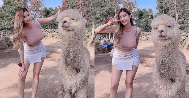 【万博娱乐】草尼馬真的好大！巨乳姐姐和巨型羊駝合照　網友：旁邊是雙峰駱駝？